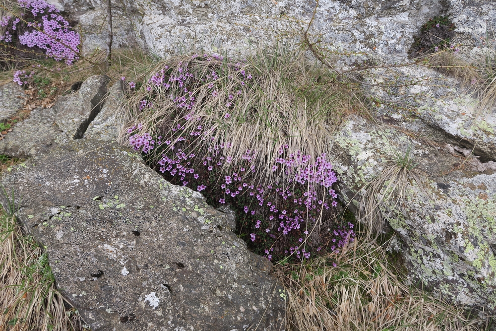 fleurs