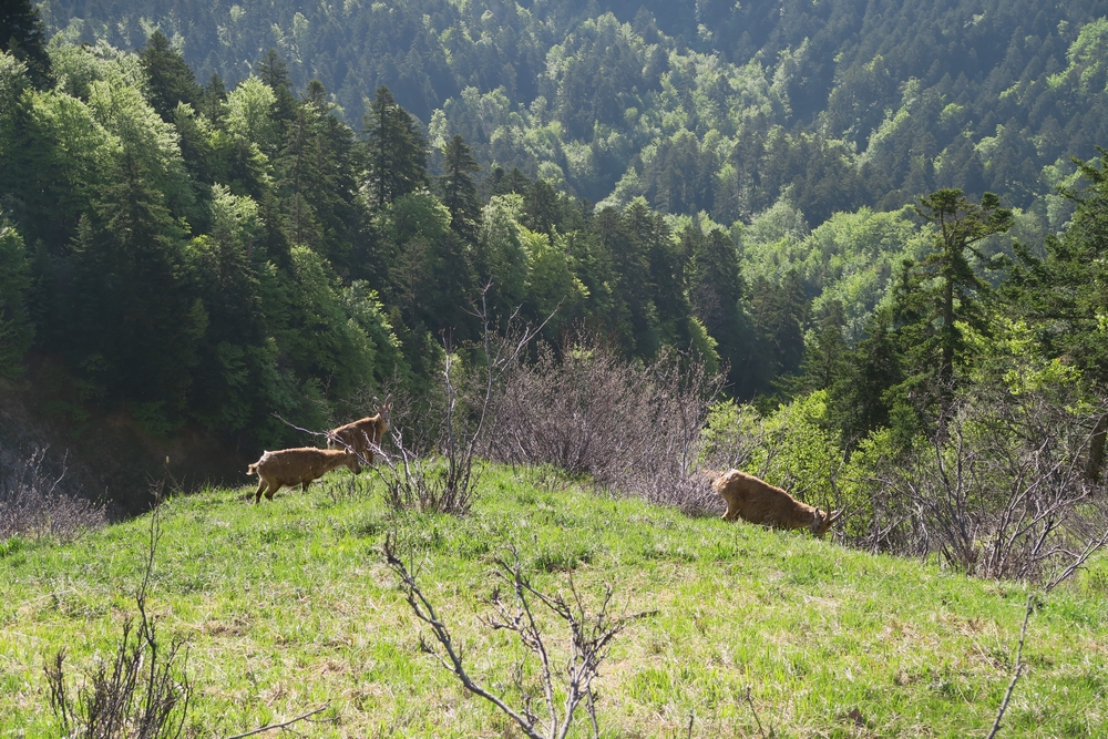 Bouc