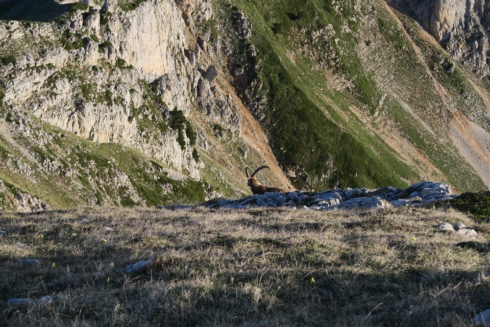 bouc