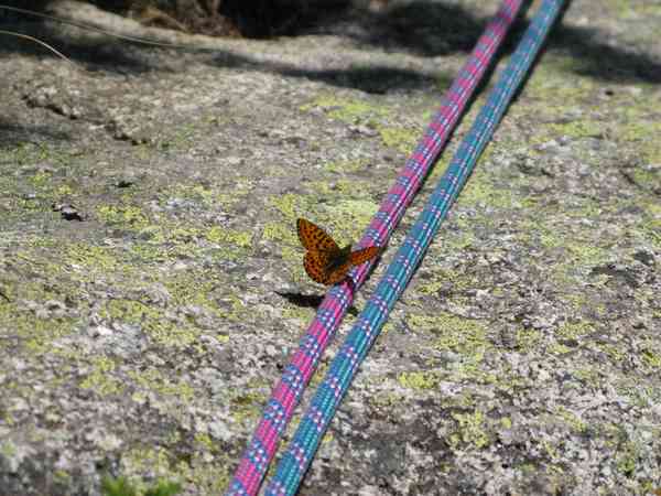 papillon corde