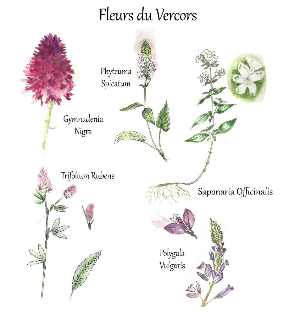 Flore du Vercors - 1