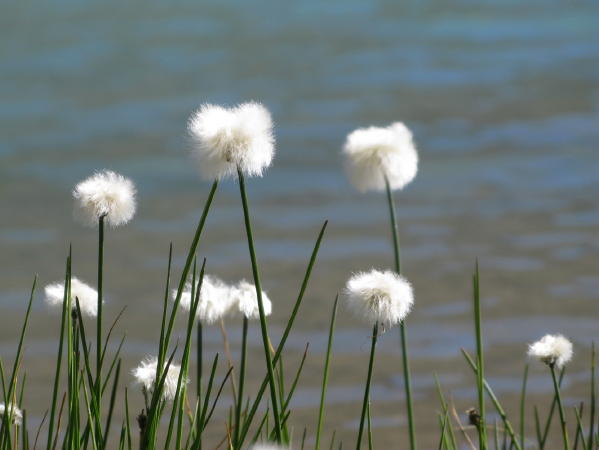 Fleurs Lac Goléon