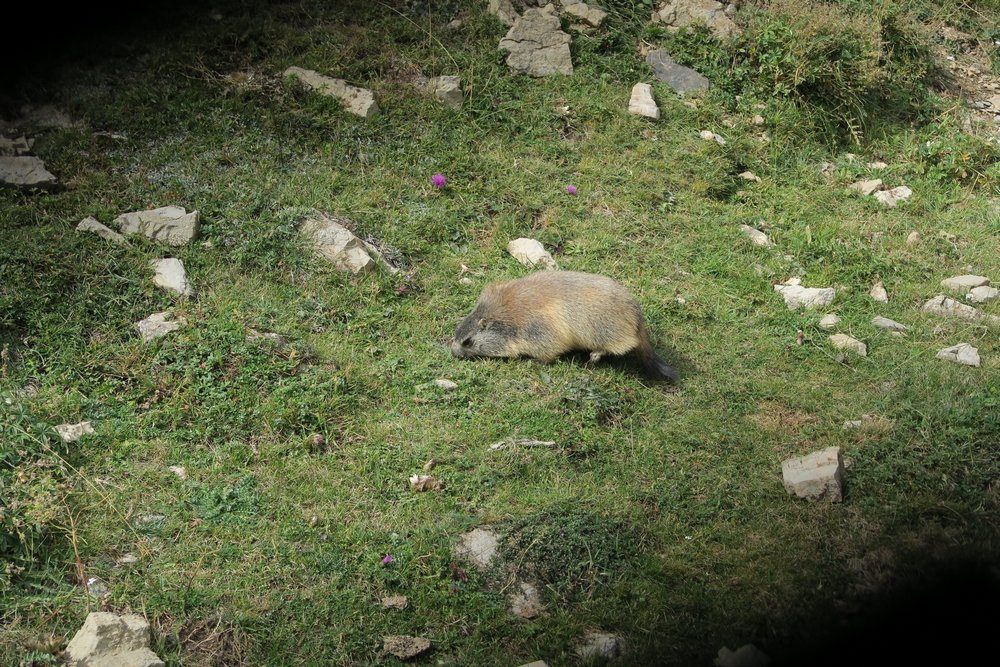 marmotte