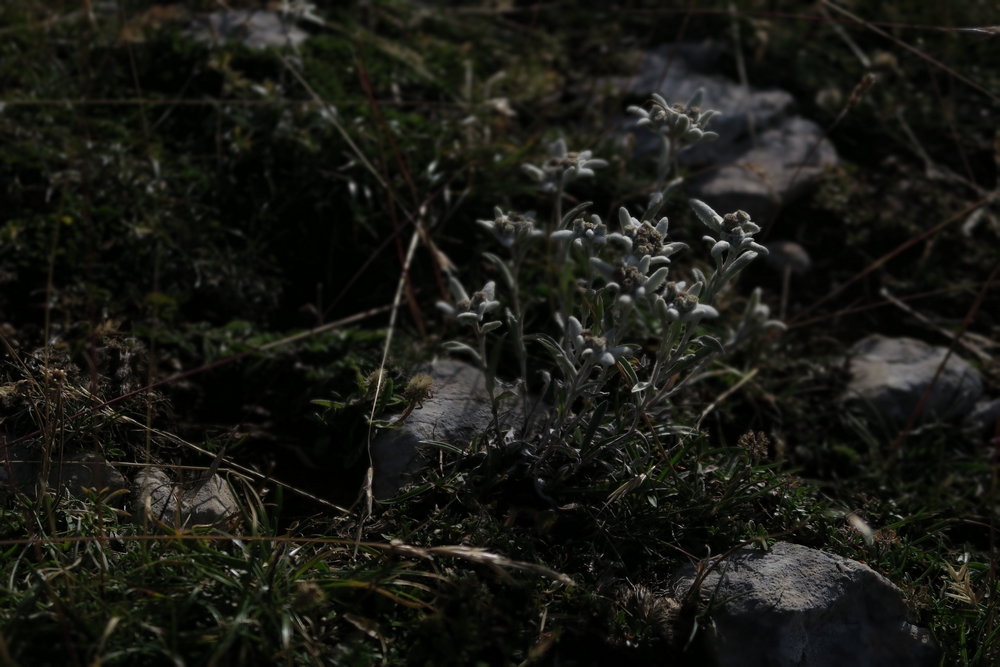 Edelweiss  noires
