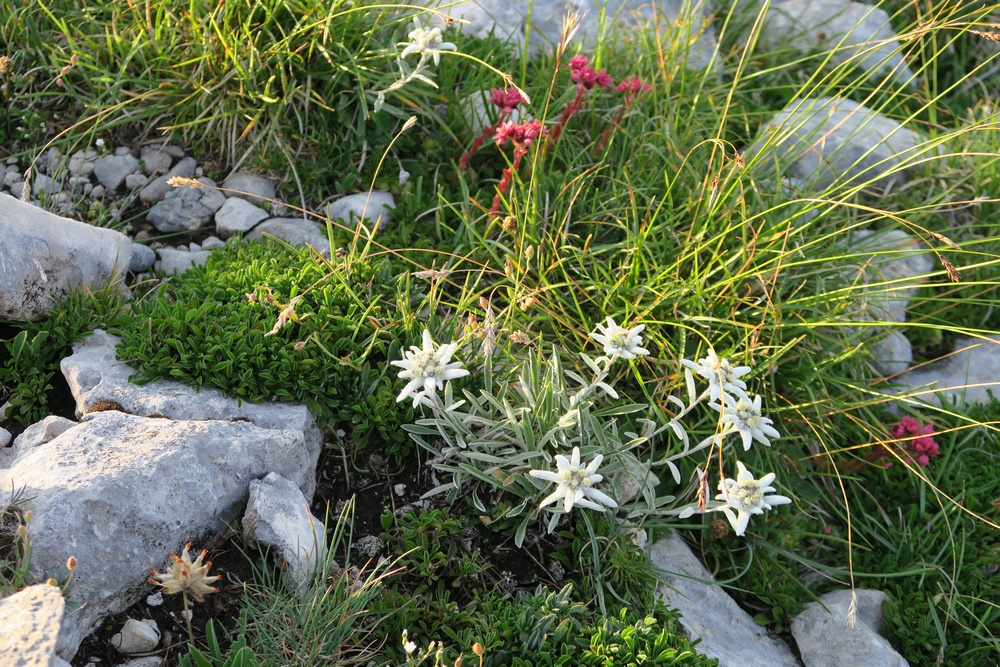 Edelweiss